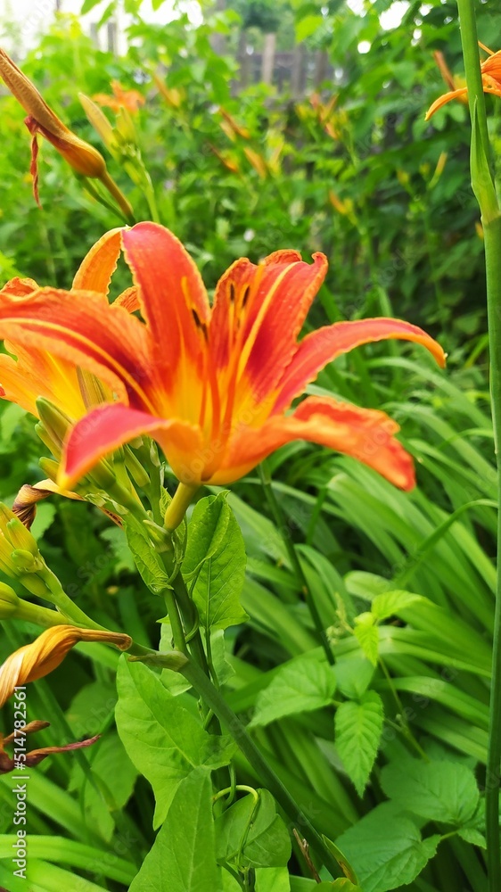 orange lily flower orange lily flower