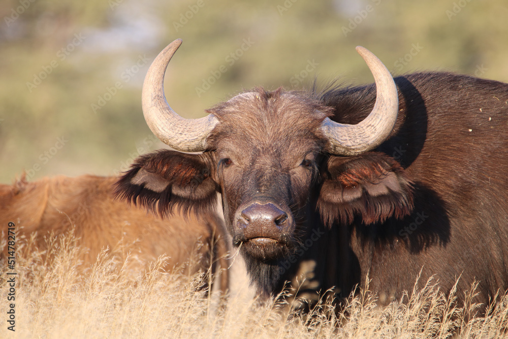 Cape buffalo or African buffalo, game farm, South Africa Cape buffalo or African buffalo, game farm, South Africa