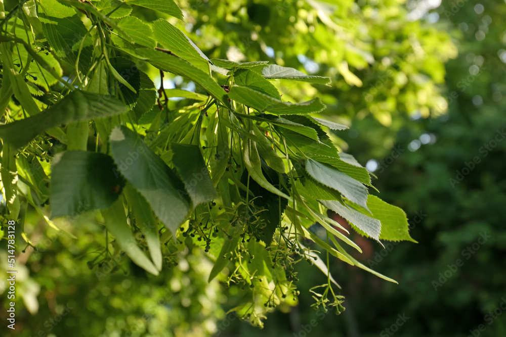 Closeup view of blossoming linden tree outdoors on sunny spring day Closeup view of blossoming linden tree outdoors on sunny spring day