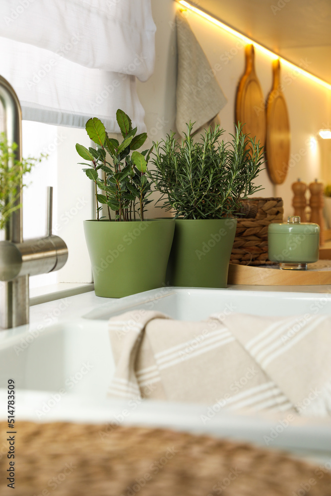 Different aromatic potted herbs on countertop in kitchen Different aromatic potted herbs on countertop in kitchen