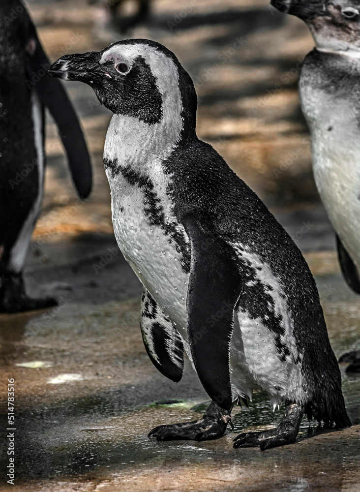Obraz premium Peruvian or Humboldt penguin. Latin name - Spheniscus humboldti 