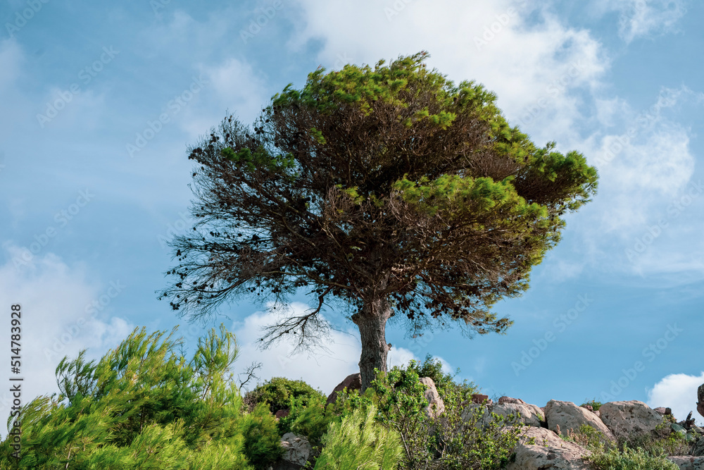 Obraz premium tree in the mountains