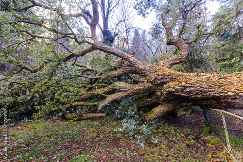 Anti Establishment Tree Vandalism in Melbourne Australia photo