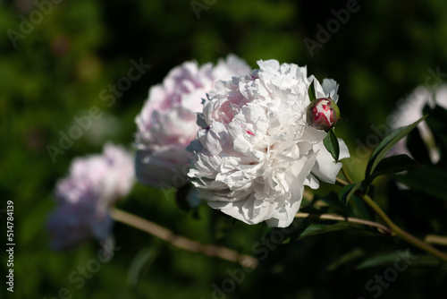 Принти на полотні Flowering of peonies, variety of Sarah Bernhardt, in the rays of the morning sun