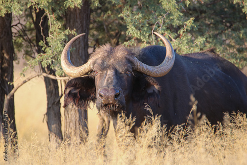 Cape or African buffalo bull, game farm, South Africa