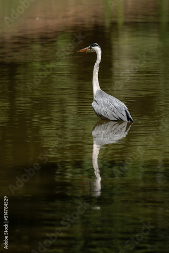 Paris, France - 07 02 2022: A gray heron fishing in the lake of Park des Buttes-Chaumont