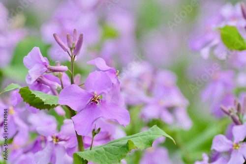 flowers in the garden