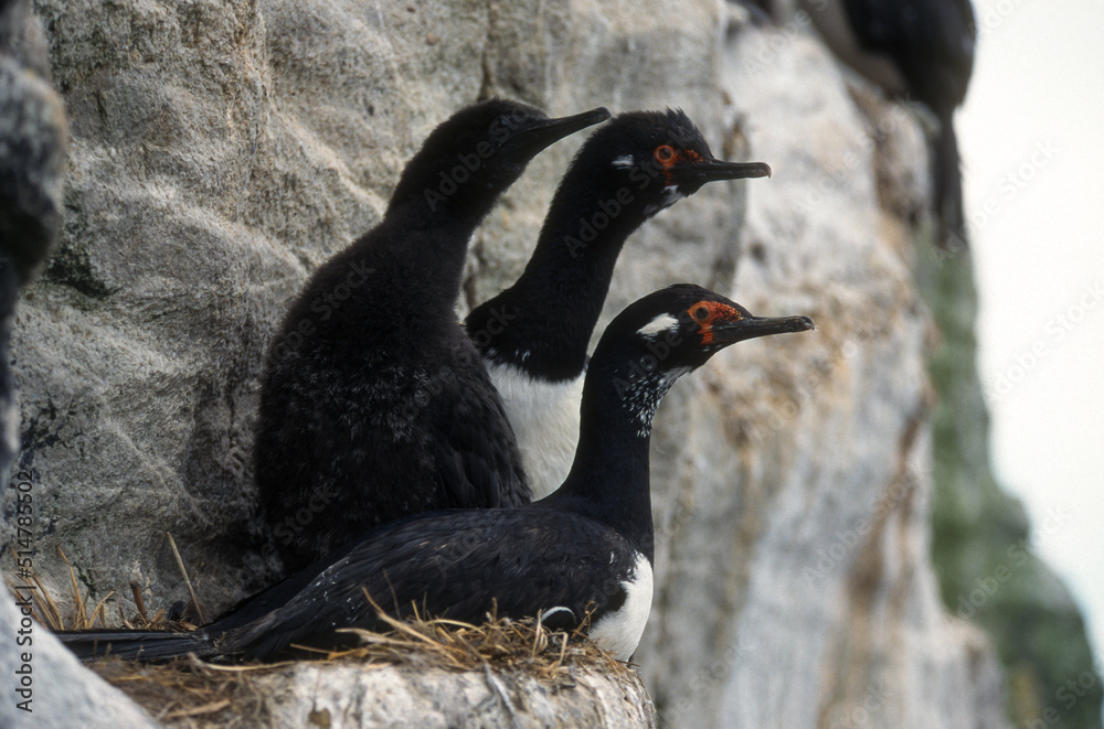 Cormoran de Magellan,.Phalacrocorax magellanicus, Rock Shag Stock Photo
