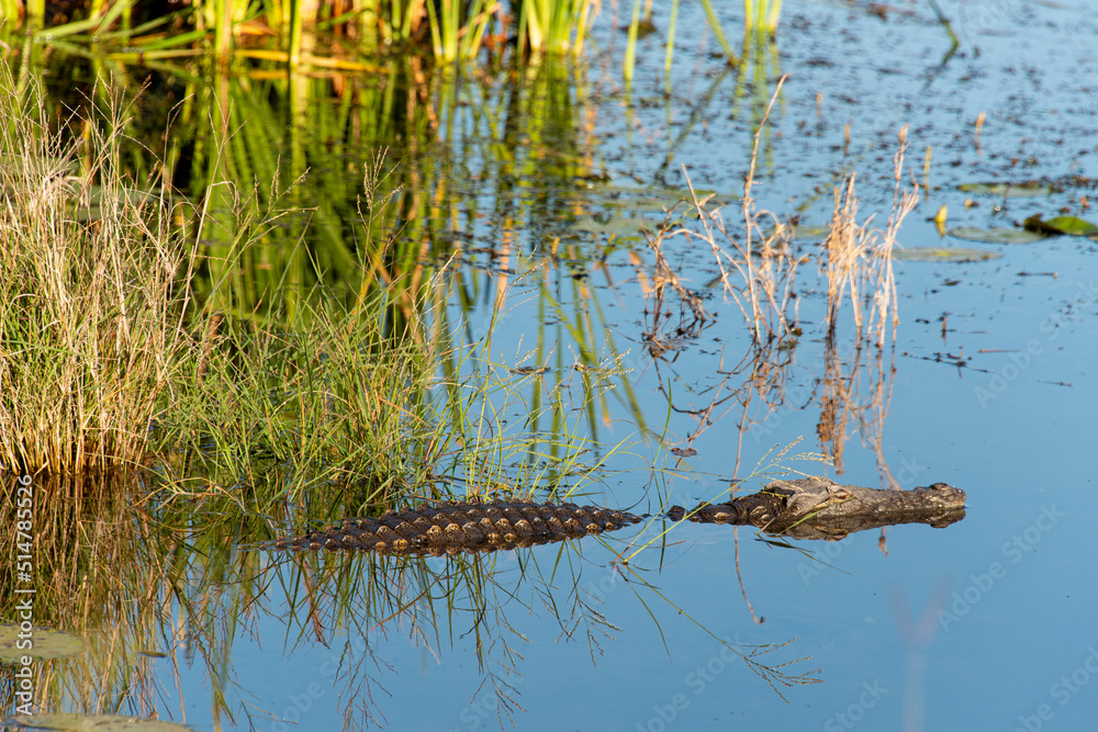 Crocodile du Nil , Crocodylus niloticus, Afrique du Sud Crocodile du Nil , Crocodylus niloticus, Afrique du Sud