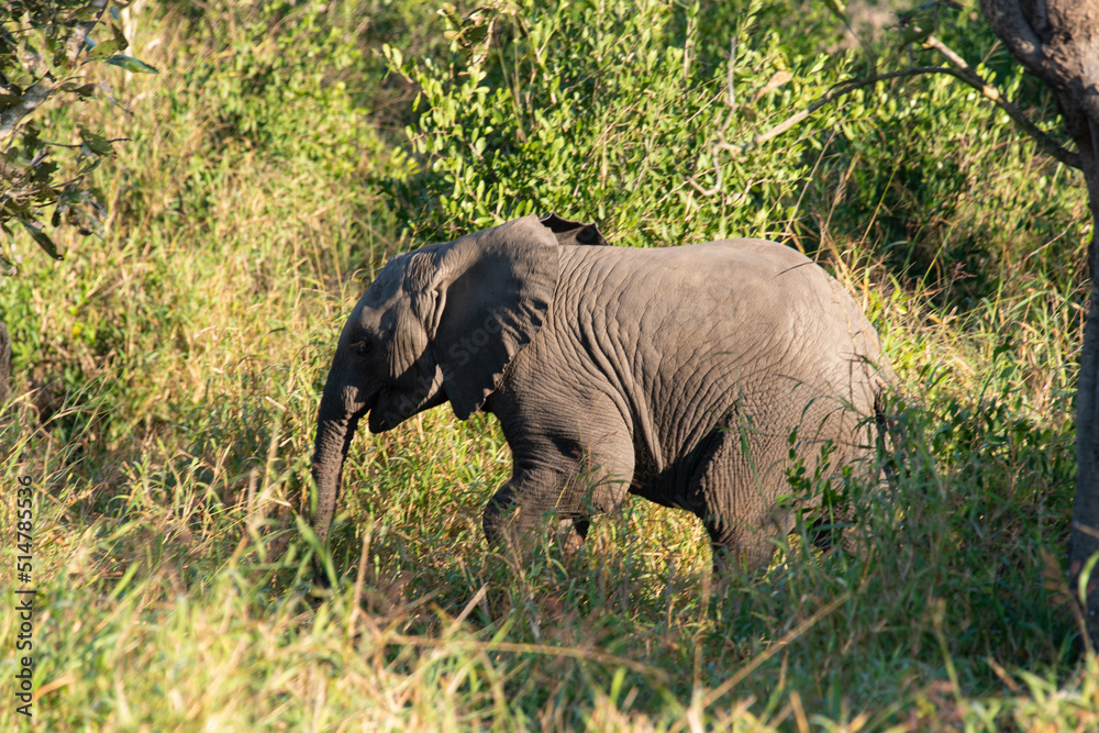 Fototapeta premium Éléphant d'Afrique, jeune, Loxodonta africana, Parc national Kruger, Afrique du Sud