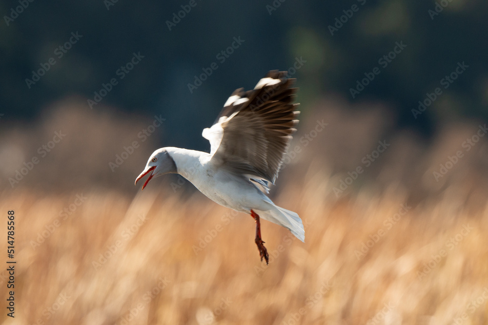 Mouette à tête grise,.Chroicocephalus cirrocephalus, Grey headed Gull Mouette à tête grise,.Chroicocephalus cirrocephalus, Grey headed Gull