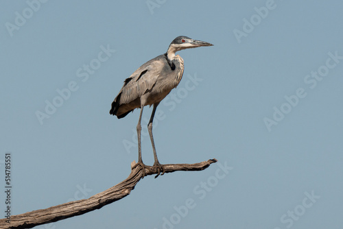 H  ron m  lanoc  phale .Ardea melanocephala  Black headed Heron  Afrique du Sud