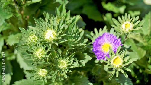 Beautiful Callistephus chinensis also known as china, annual, giant crego aster, ochiul boului, ruji de toamna. Colorful flowers with natural green leaves background. photo