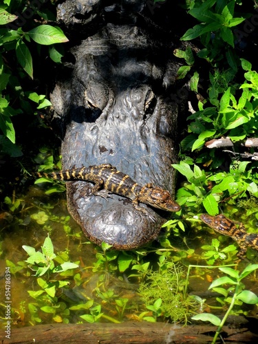 Baby Gator