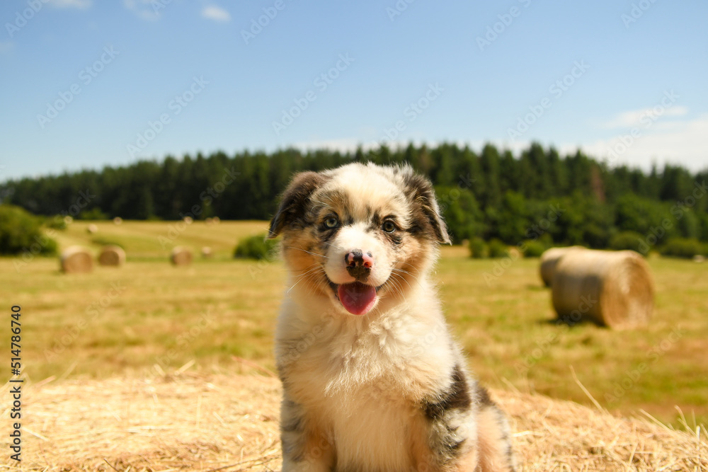Portrait d'un bébé chiot de race berger australien Portrait d'un bébé chiot de race berger australien