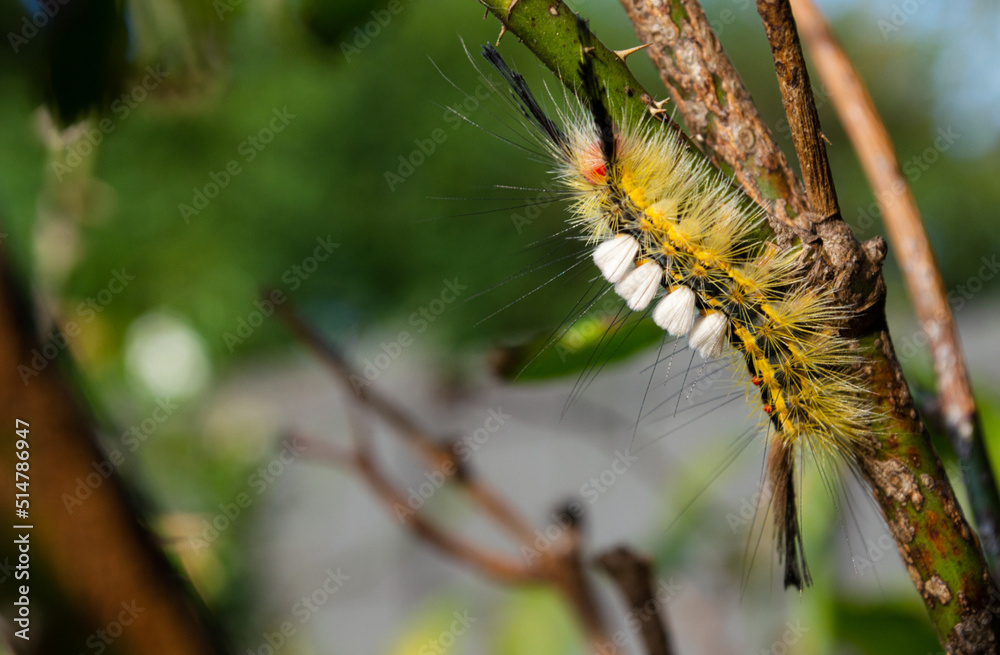 Fototapeta premium caterpillar on a branch