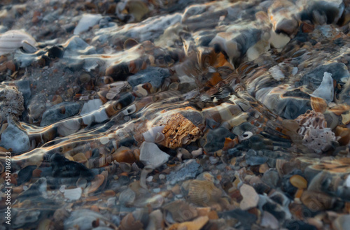 Shells on beach in water