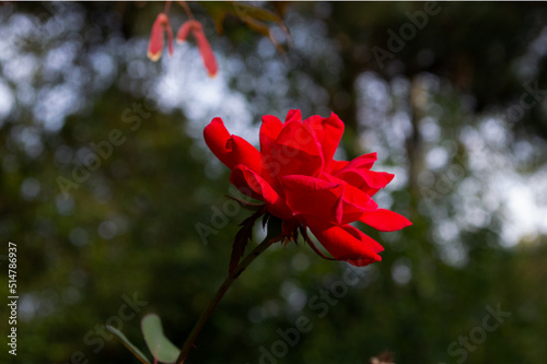 Red rose