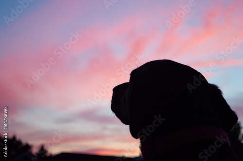 silhouette of a dog in the sunset