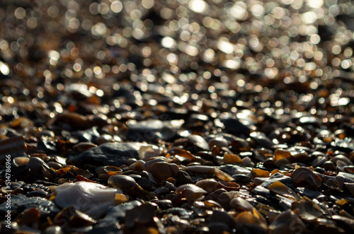 close up of shells