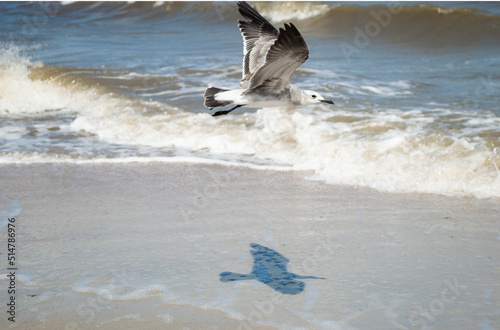 seagull on the beach