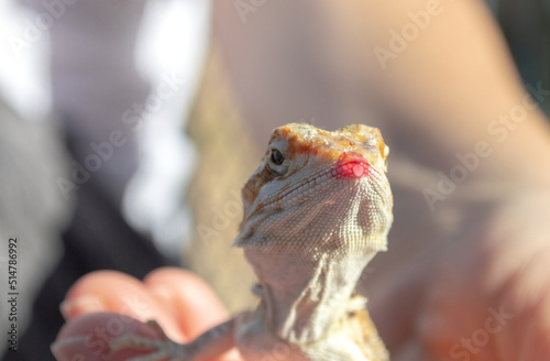 Person holding bearded dragon