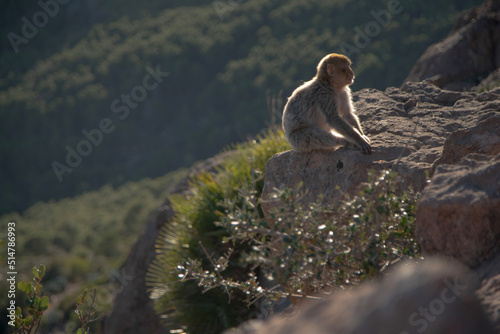 ape in the mountains