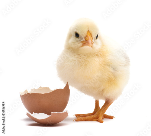 Foto Little chick with egg shell isolated on white background
