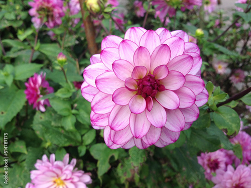 pink flower