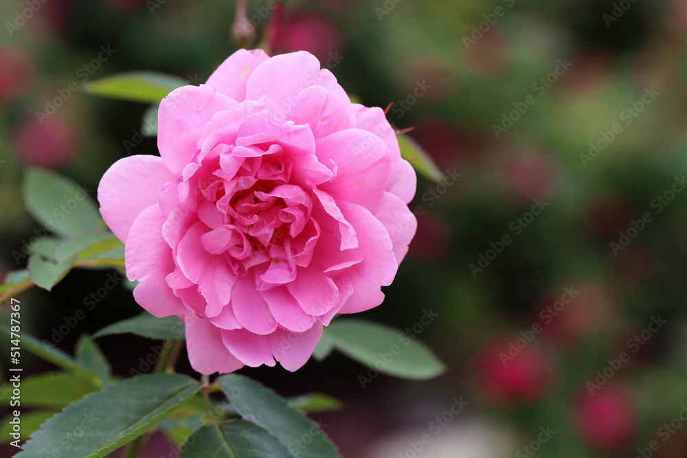 Beautiful blooming pink rose flower and some leaves in a closeup color image. Soft bokeh background. Photographed in a garden located in Kuopio, Finland during a summer day.