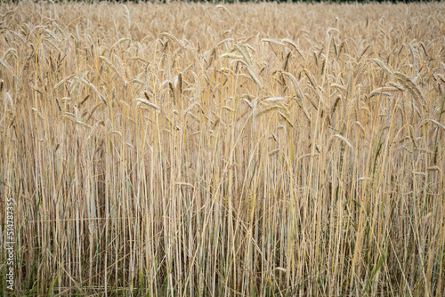 field of wheat