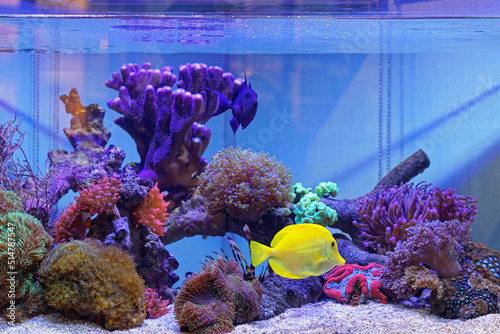 Coral aquarium tank