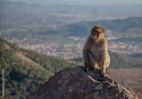 the baboon sitting on a rock