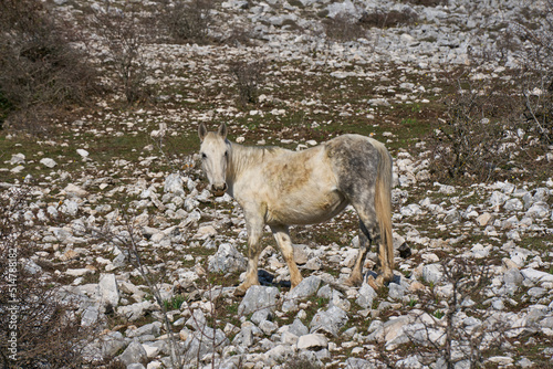 Wild horse at Monte Gennaro, Monti Lucretili Natural Regional Park in Italy 