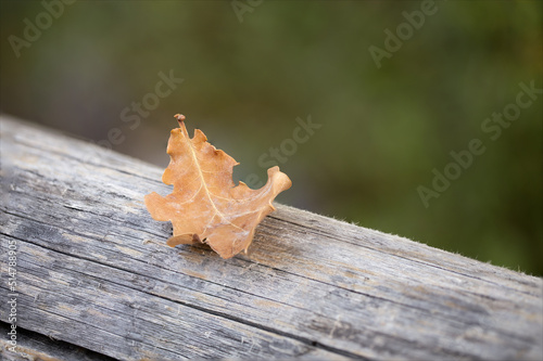 Foglia di albero marrone appassita ed essiccata appoggiata sopra un pezzo di legno vecchio. Composizione per esterni con sfondo verde. photo