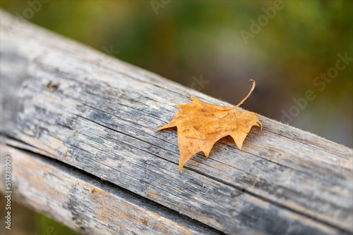 Foglia di albero marrone appassita ed essiccata appoggiata sopra un pezzo di legno vecchio. Composizione per esterni con sfondo verde. photo