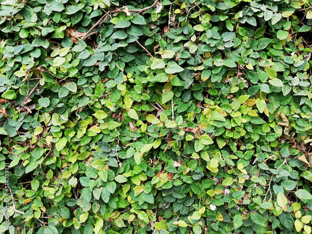 Green color of natural vines background Green color of natural vines background