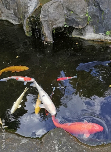 Colorfulof Koi fish,swimming in the fish pond