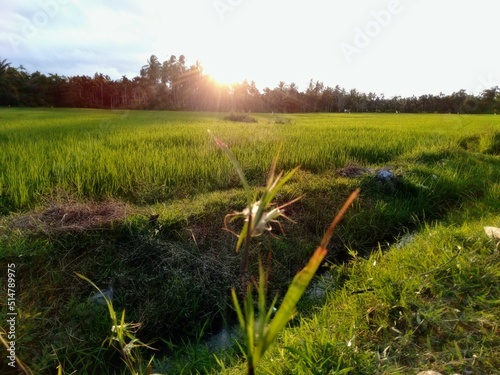 morning in the field