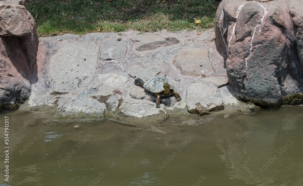 Fototapeta premium tortuga sobre un roca