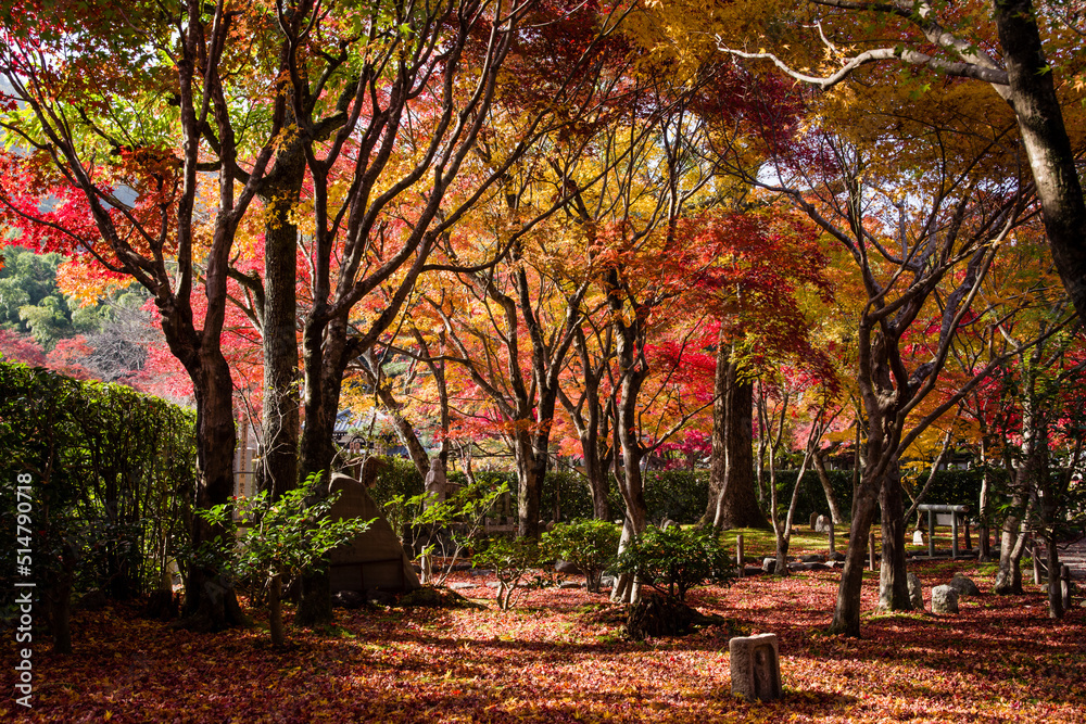 Fototapeta premium 京都嵯峨野の秋風景