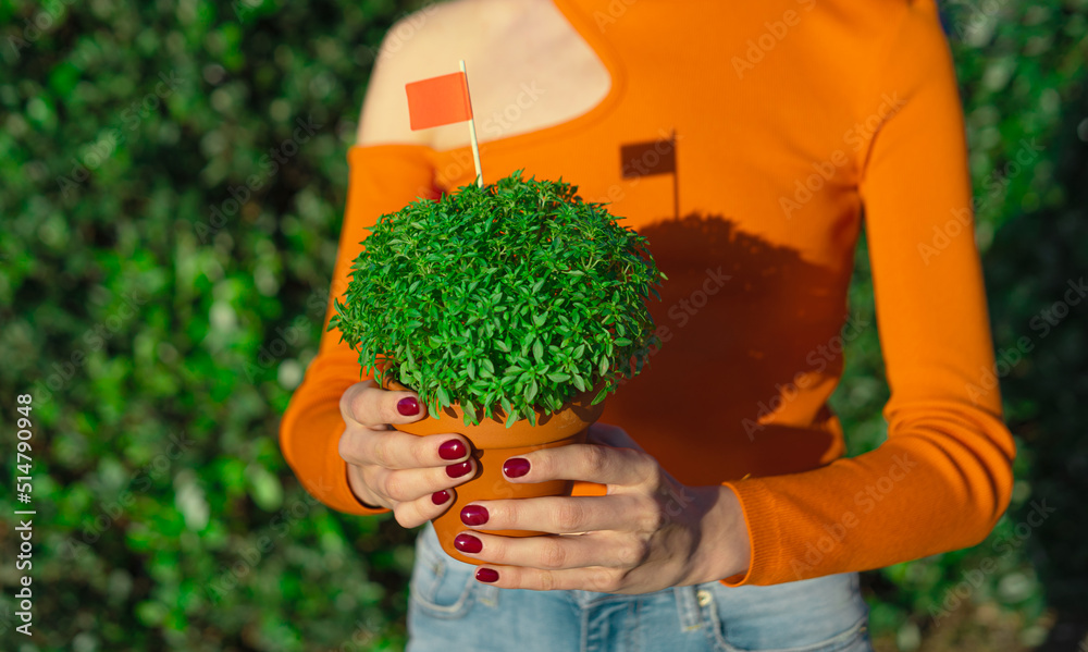 Woman with Basil in a pot Manjerico plant outdoors. The symbol of the