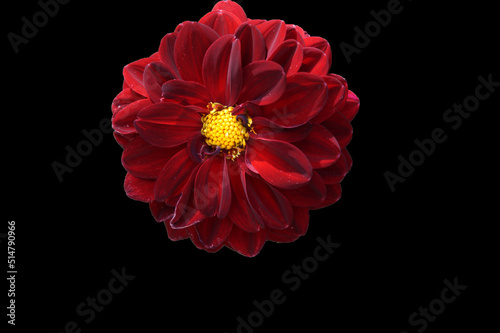 Dahlia red isolated