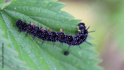 Close up of a caterpillar of the peacock butterfly eating leaves of stinging nettle, also called Aglais io or Pfauenauge