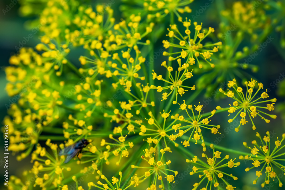 Obraz premium Flower of green dill fennel. Green background with flowers of dill
