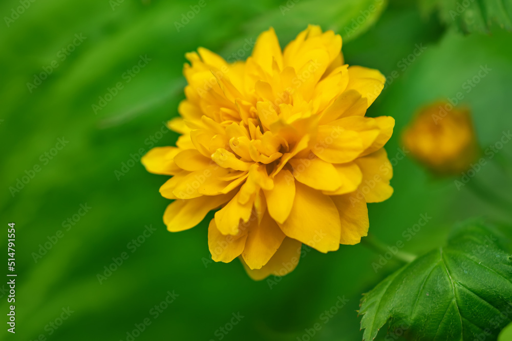 Close up of Yellow flower Kerria japonica seen in the garden. Close up of Yellow flower Kerria japonica seen in the garden.