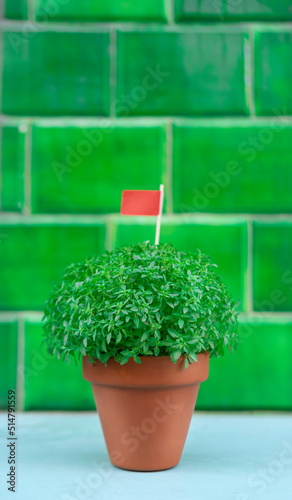 Manjerico plant with flag in a pot against green tile background. Traditional Summer festival in June San Juan, Portugal