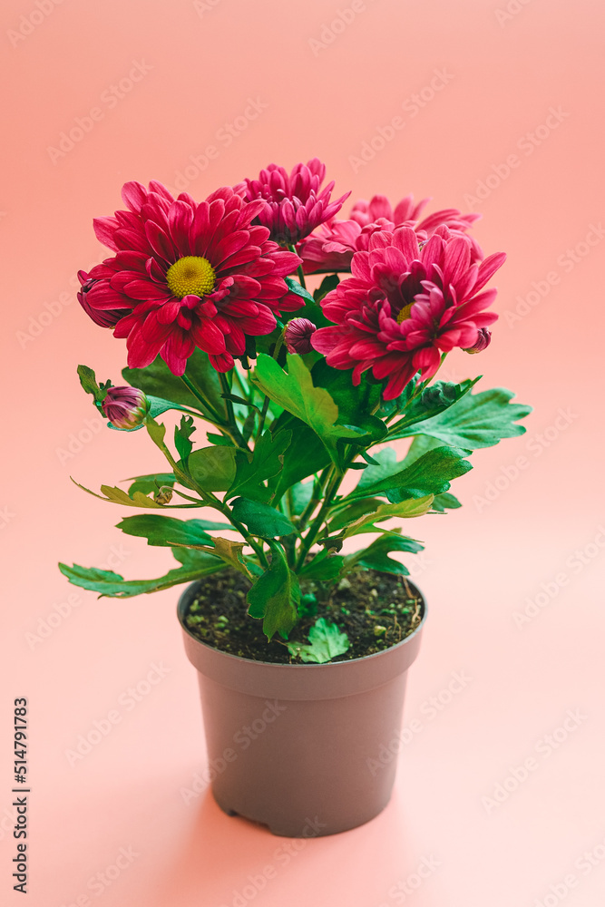 indoor plant - a flowering bush of red chrysanthemums on a pink background