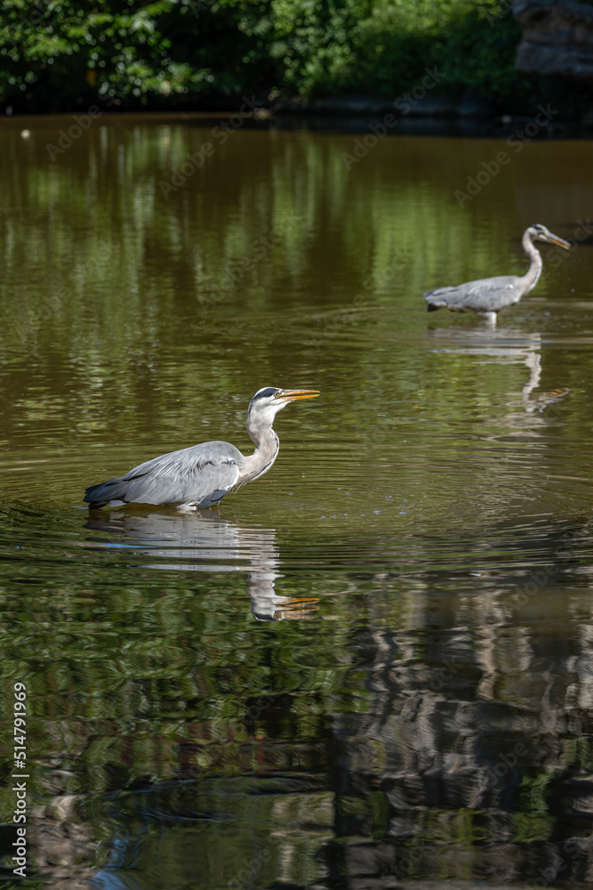 Paris, France - 07 02 2022: A gray heron fishing in the lake of Park des Buttes-Chaumont