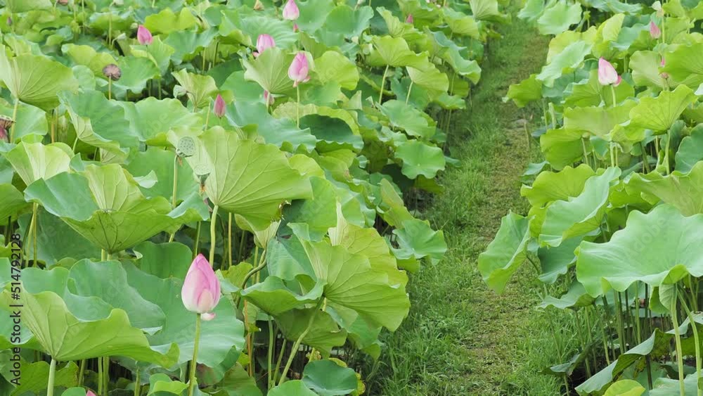 Lotus fields bloom in the spring morning. Buddhist flowers, bright and pure Lotus fields bloom in the spring morning. Buddhist flowers, bright and pure